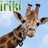 VIRIKI73