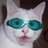 LeChat_Pitre