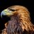 SchwarzerAdler5
