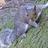 the_chipmunk