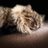 maikel_aduarte