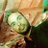 sudhir_live