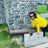 Lisi_dalls