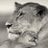 TheLionCaresNot