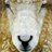 Longwool