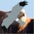 Bird_Crime