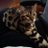 Lozza_037
