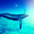 Island_Whale_ZH