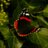 solly_mark