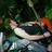 Davey_punk