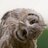 hibou_profene
