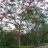 Imsumitlal