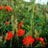 carme_cervera