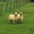 LathockarLamb9