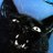 BudgieCat777