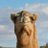 camelboy33