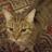 KittyCatsMum