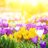 Springforever3
