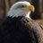RealAmeriEagle