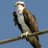 issy_2509