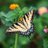Firoz_190