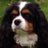 dogdevotion