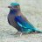 s_parvinder
