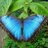 Whitty_333