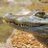 OnlineCrocodile