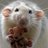 RatcatcherMike