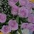 rosy281179