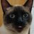 greghi_bruno