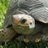 fluffy_tortoise