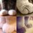 SoftestPaws