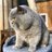 Fat6CaTT