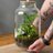 zenplantarium