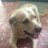 Rocko_inc