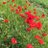 samuray_4725