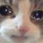 thegatito666