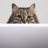 0xCats