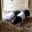 BabyPig51105903