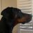 dobe_iv