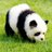apeachypanda