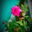 Ashu_1010