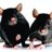 DrakhMice