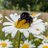LetsBeeFair