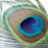 shivam_tiwari_