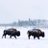 ChicagoBuffalo1