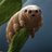 tardigrades08