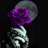 viole0204